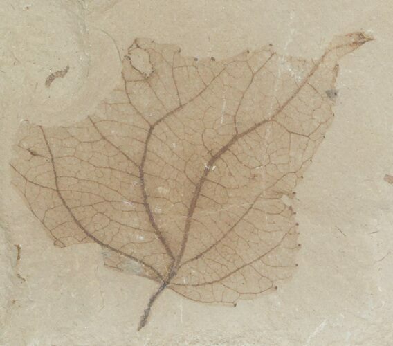 Bug Eaten Fossil Poplar Leaf - Green River Formation #45685